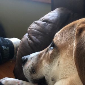 Meet your Posher, Brent